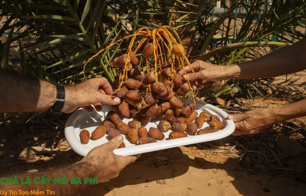 hướng dẫn kỹ thuật trồng cây