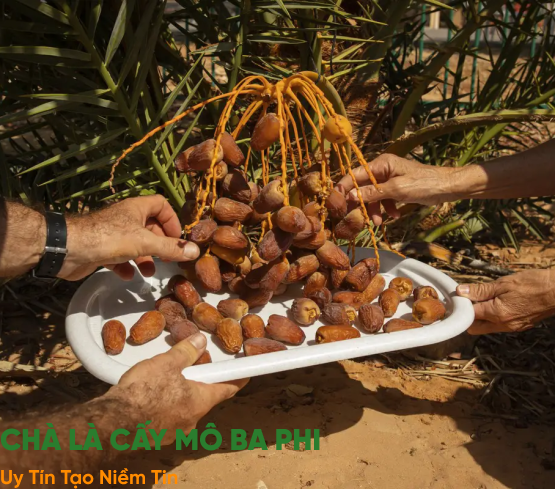 GIỚI THIỆU CHÀ LÀ CẤY MÔ BA PHI 