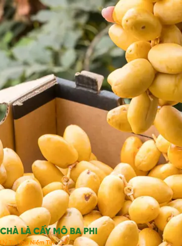 GIỚI THIỆU CHÀ LÀ CẤY MÔ BA PHI 