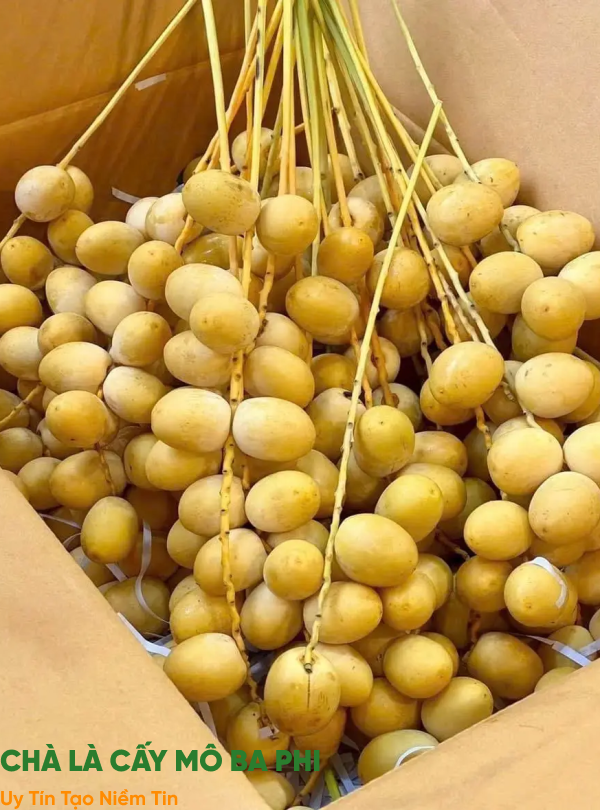 GIỚI THIỆU CHÀ LÀ CẤY MÔ BA PHI 