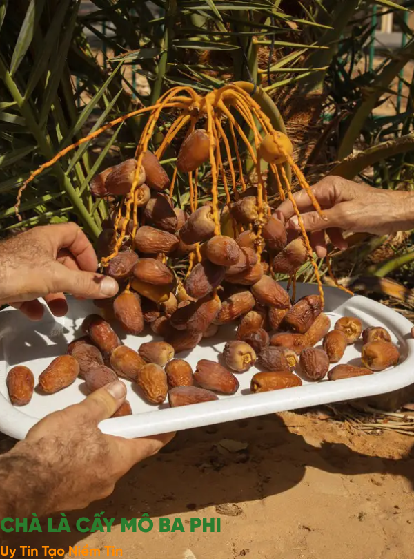 GIỚI THIỆU CHÀ LÀ CẤY MÔ BA PHI 