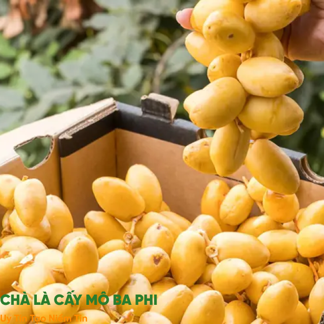 Tư vấn chuyên nghiệp tận tâm