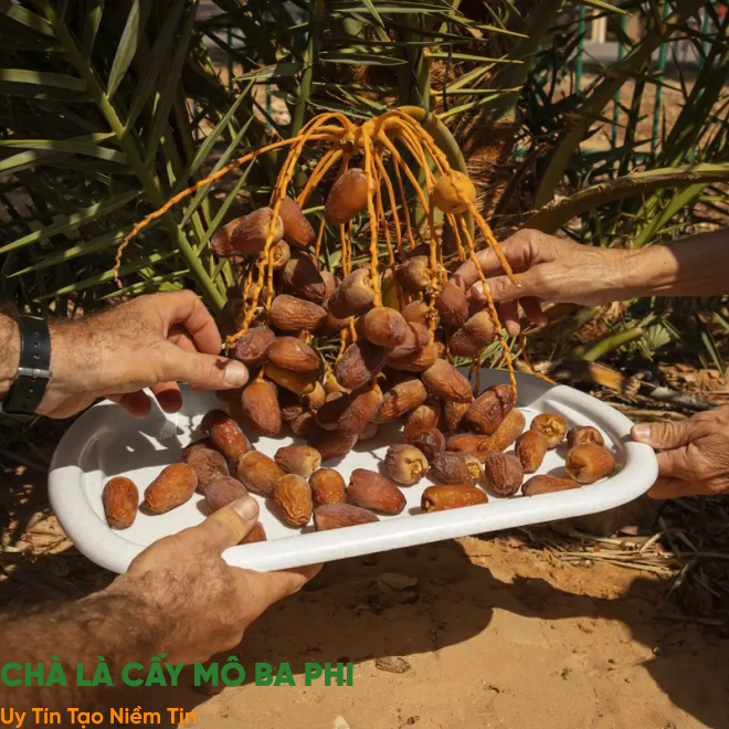 Luôn có sẵn cây giống tại vườn