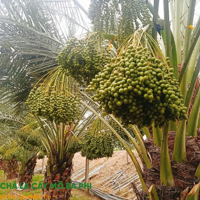 Hướng Dẫn Chi Tiết Kỹ Thuật Trồng Cây Chà Là Cấy Mô Tại Việt Nam: Từ Chọn Giống Đến Thu Hoạch