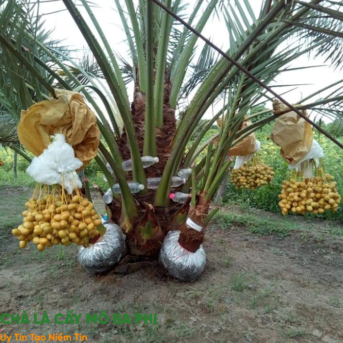 Chăm Sóc Cây Chà Là Cấy Mô: Bí Kíp Tưới Nước, Bón Phân Và Phòng Bệnh Cho Vườn 