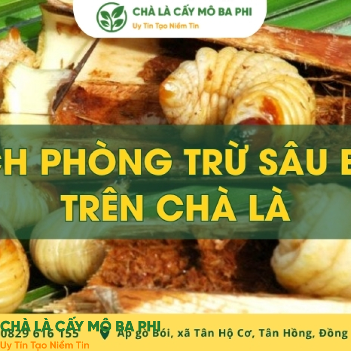 Cách phòng trừ sâu bệnh trên chà là chuẩn kỹ thuật từ A-Z