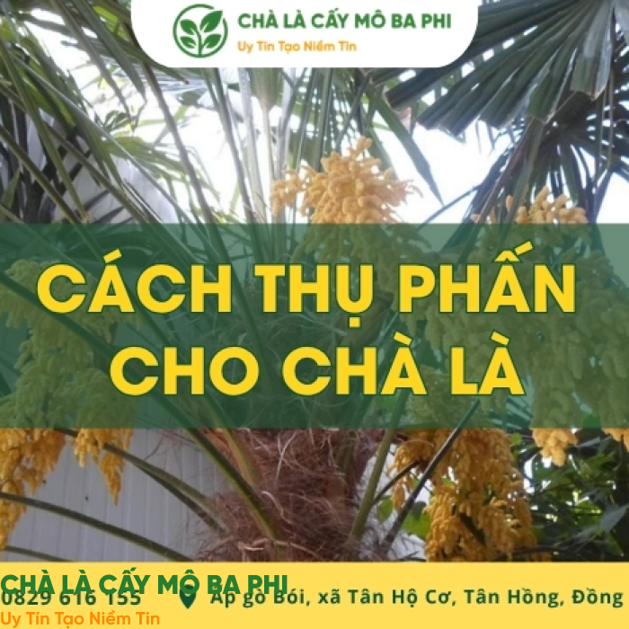Hướng dẫn cách thụ phấn cho chà là đạt năng suất cao