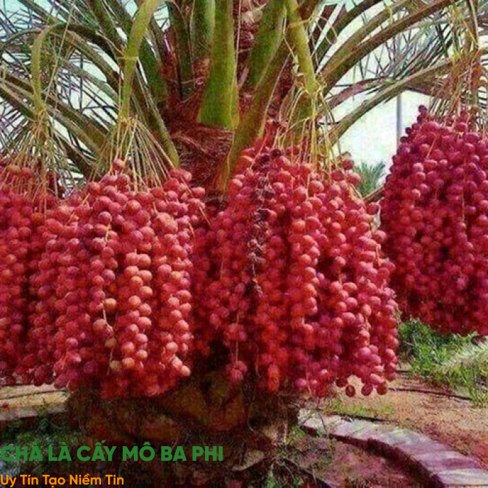 Bí Quyết Chăm Sóc Cây Chà Là Cấy Mô Hiệu Quả – Tăng Năng Suất Lên 30% Cho Nông Dân Miền Tây