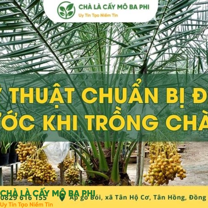 Kỹ thuật chuẩn bị đất trước khi trồng chà là đúng cách từ A-Z