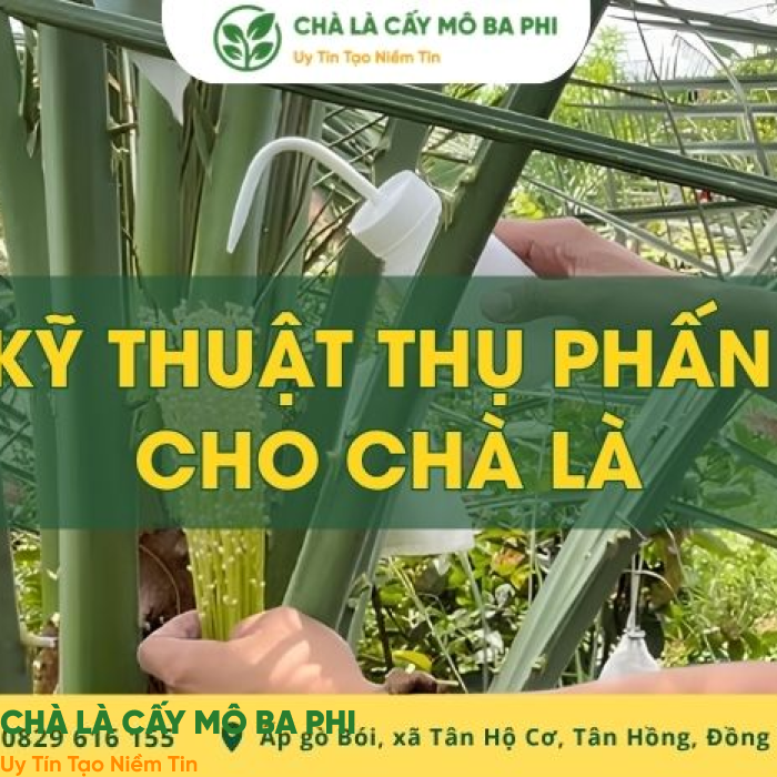 Hướng dẫn kỹ thuật thụ phấn cho chà là đạt năng suất cao