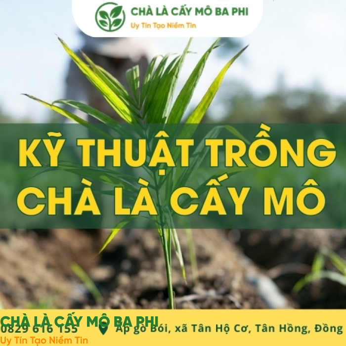Hướng dẫn kỹ thuật trồng chà là cấy mô đơn giản từ A-Z