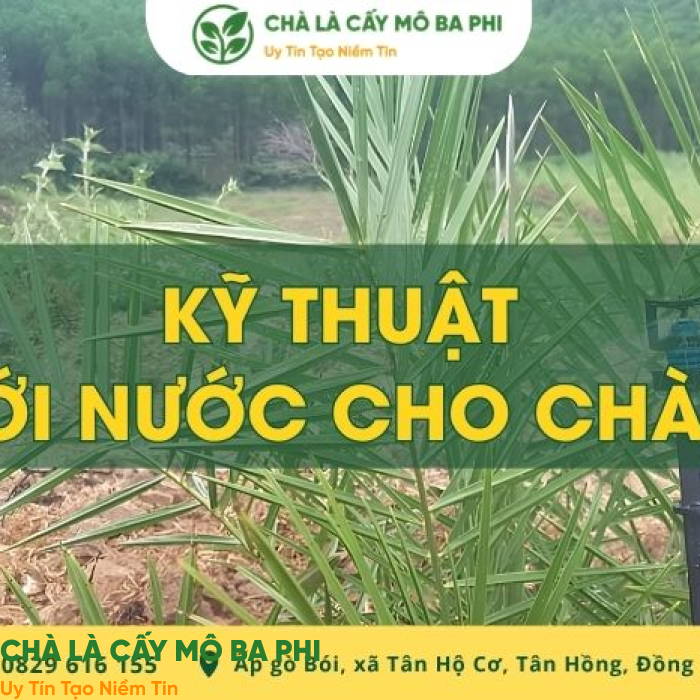 Kỹ thuật tưới nước cho chà là hiệu quả theo từng giai đoạn