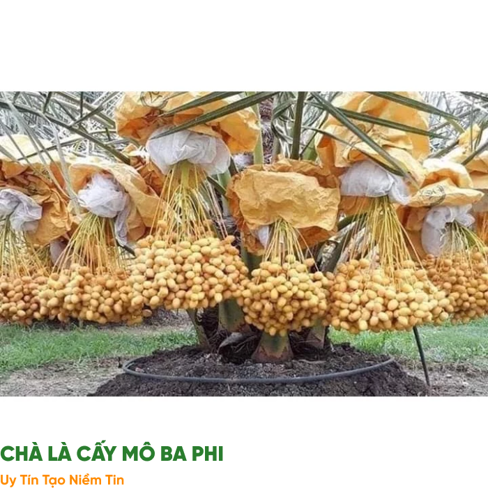 Lợi Ích Kinh Tế Khi Áp Dụng Giống Chà Là Cấy Mô: Hướng Dẫn Trồng Trọt Bền Vững Cho Nông Hộ