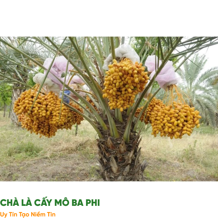 Kỹ Thuật Nhân Giống Cây Chà Là Bằng Cấy Mô: Lợi Ích Và Quy Trình Tại Các Tỉnh Miền Nam