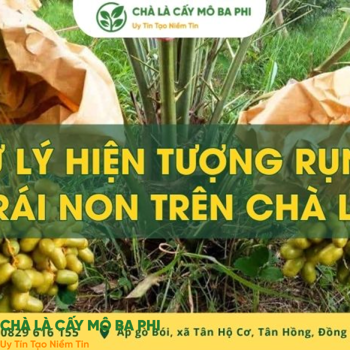 Cách xử lý hiện tượng rụng trái non trên chà là hiệu quả