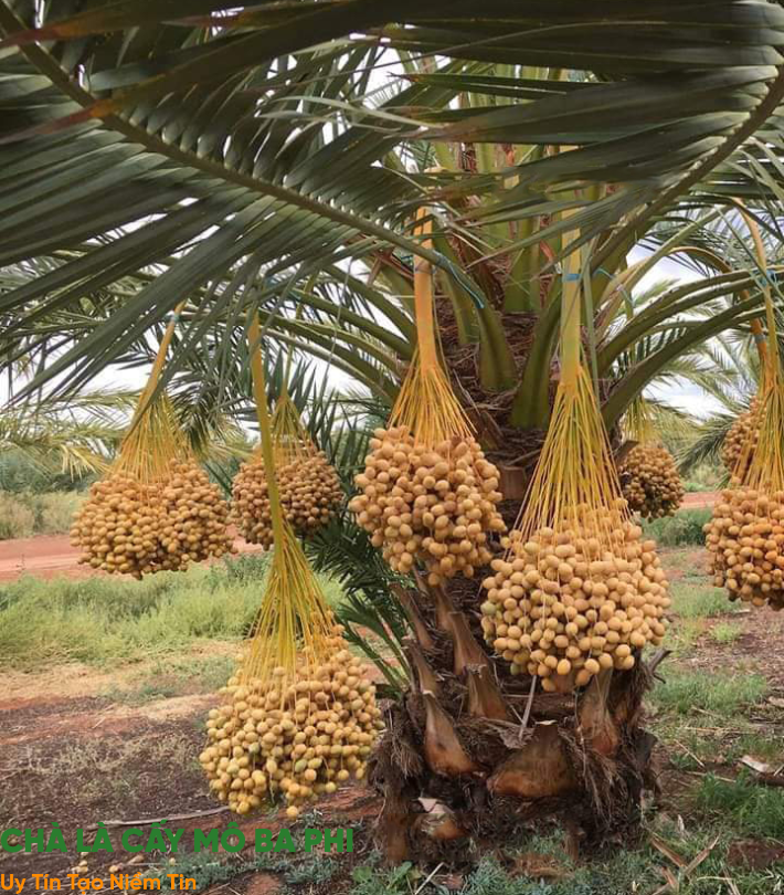 CHÀ LÀ CẤY MÔ BRAI