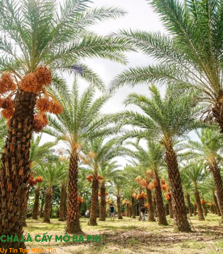 CHÀ LÀ  CẤY MÔ UAE