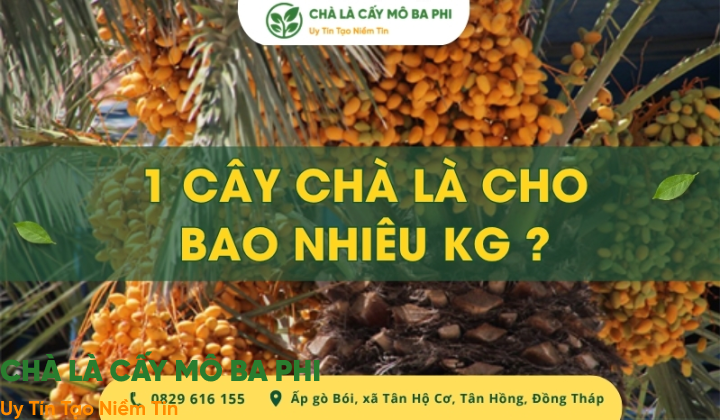 1 cây chà là cho bao nhiêu kg quả khi trưởng thành? [Giải đáp]