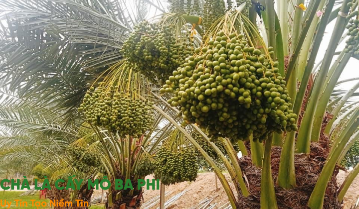 Vườn Chà Là Cấy Mô Tại Đồng Tháp: Bí Quyết Trồng Thành Công Giống 'Lạ' Từ Sa Mạc Trung Đông