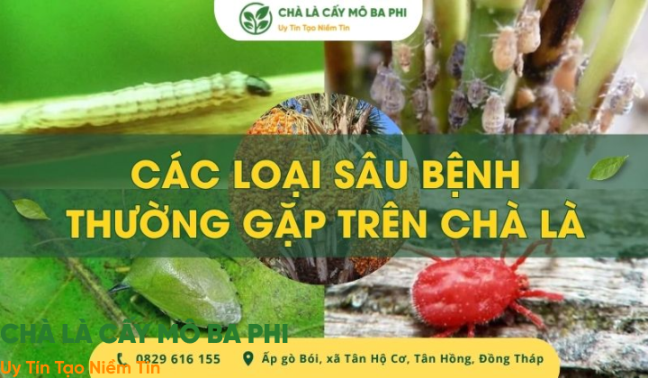 Các loại sâu bệnh thường gặp trên chà là & Cách phòng ngừa