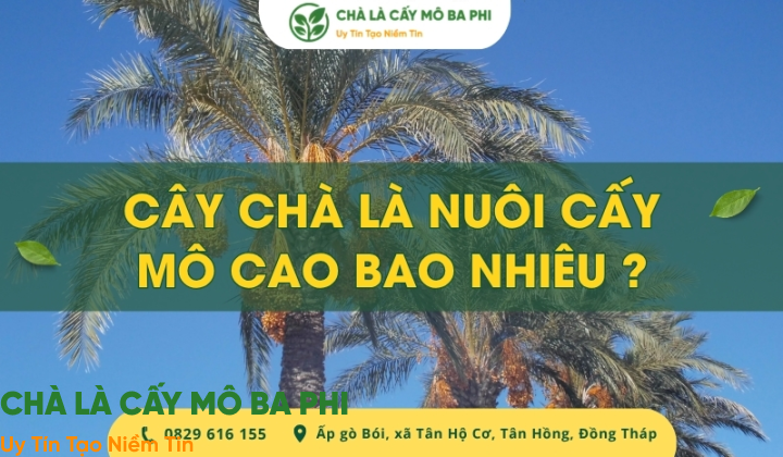 Cây chà là nuôi cấy mô cao bao nhiêu mét khi trưởng thành?