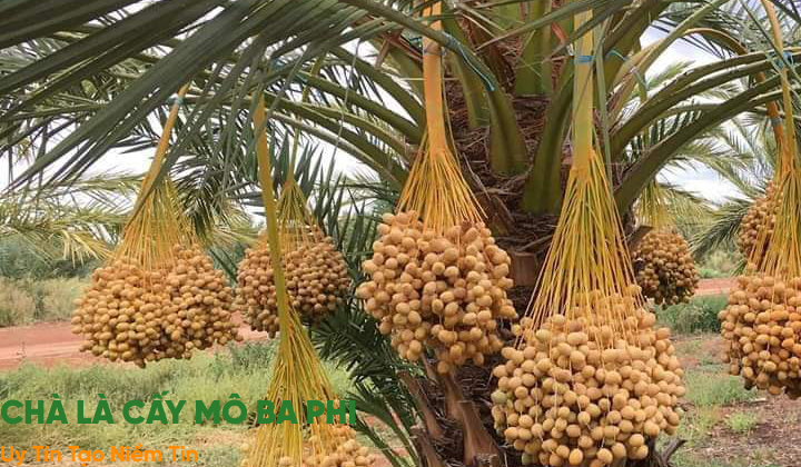 Chà là cấy mô Ba Phi , nơi cung cấp đa dạng giống cây chà là cấy mô