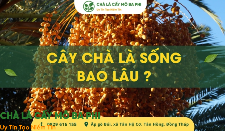 Cây chà là sống bao lâu khi trồng tại Việt Nam? [Giải đáp]