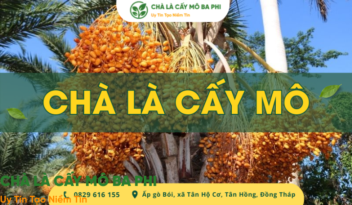 Chà là cấy mô là gì? Giá bán và cách trồng đúng kỹ thuật