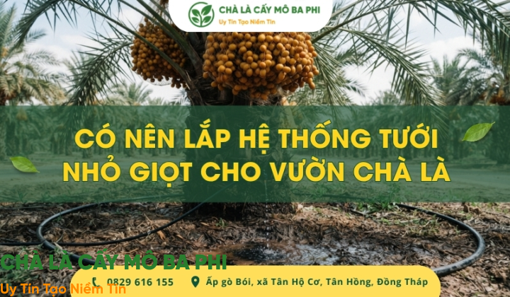 Có nên lắp hệ thống tưới nhỏ giọt cho vườn chà là?