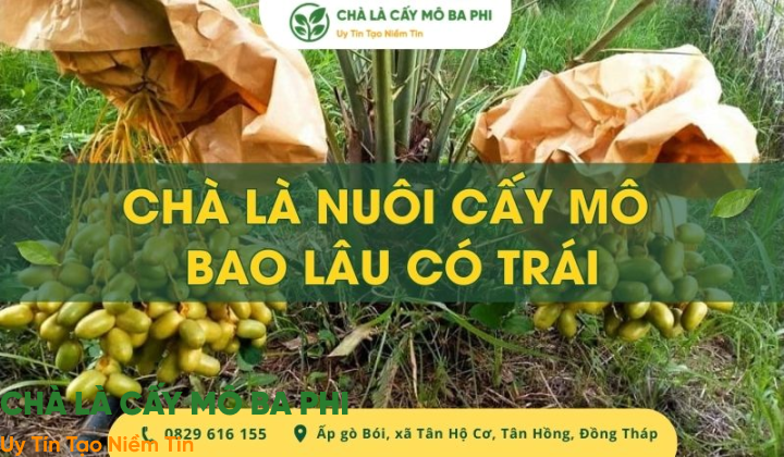[Giải đáp] Chà là nuôi cấy mô bao lâu có trái khi trồng tại Việt Nam