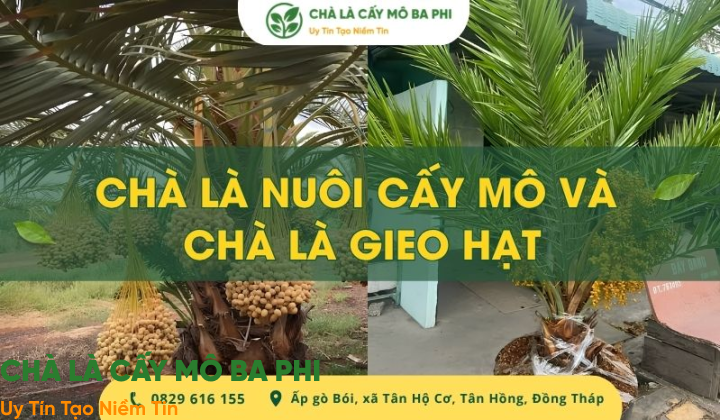 So sánh chà là nuôi cấy mô và chà là gieo hạt cho người mới trồng