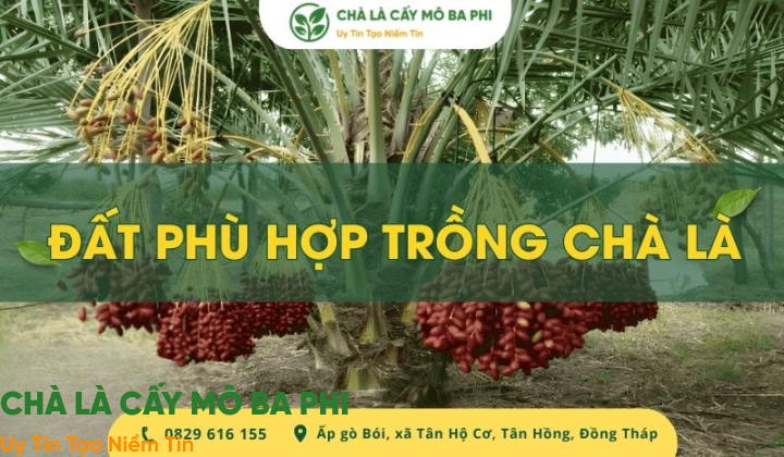 Bí quyết chọn đất phù hợp trồng chà là giúp cây khỏe, sai trái