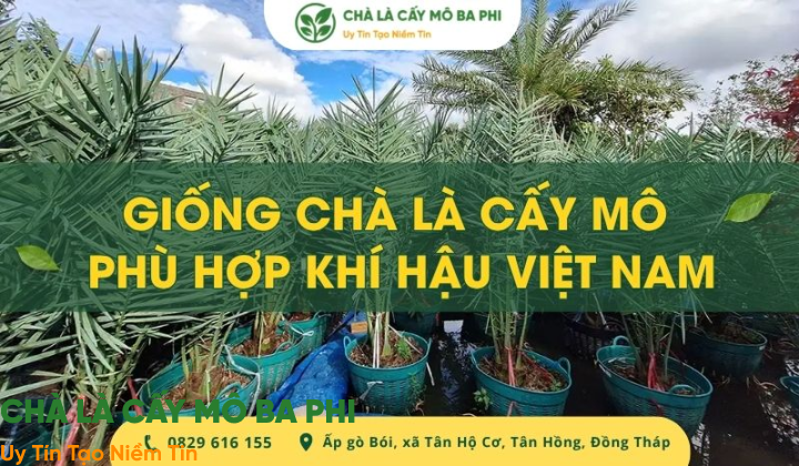 Giống chà là cấy mô phù hợp khí hậu Việt Nam, cho năng suất cao