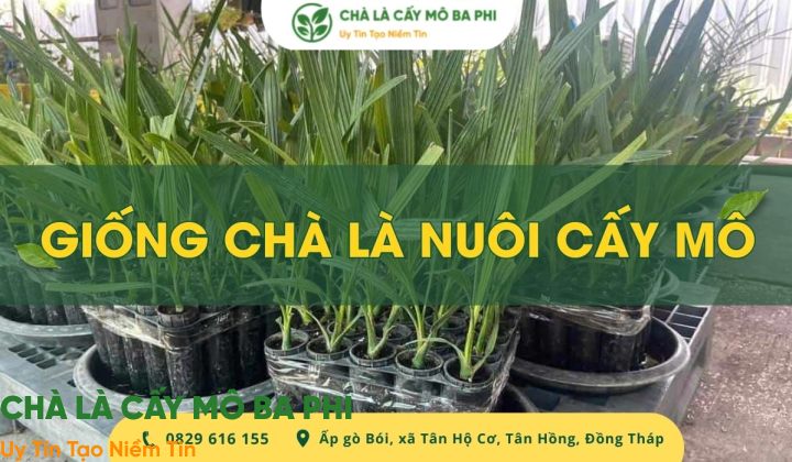 Giống chà là nuôi cấy mô nhập khẩu số lượng lớn, giá tốt