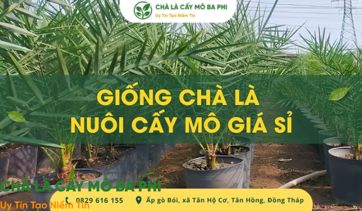 Giống chà là nuôi cấy mô giá sỉ uy tín, chất lượng hiện nay