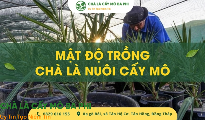 Mật độ trồng chà là nuôi cấy mô hợp lý, tối ưu diện tích