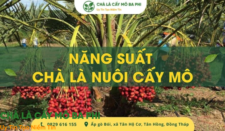 Năng suất chà là nuôi cấy mô có cao không? Thời gian cây ra trái