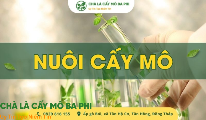 Nuôi cấy mô là gì? Ý nghĩa & Quy trình nuôi cấy mô tế bào chi tiết