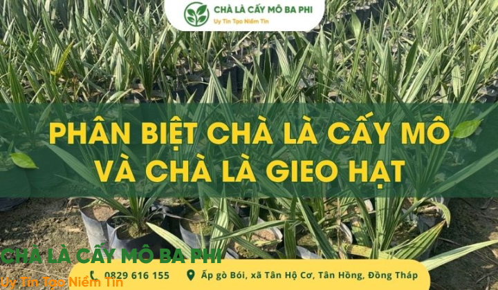 Mẹo phân biệt chà lá cấy mô và chà là gieo hạt đơn giản, chính xác