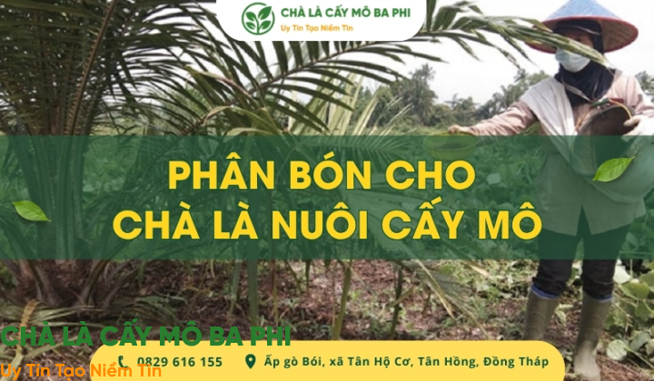Cách chọn phân bón cho chà là nuôi cấy mô chuẩn chuyên gia