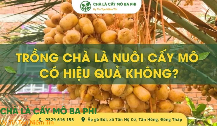 [Giải Đáp] Trồng chà là nuôi cấy mô có hiệu quả không?