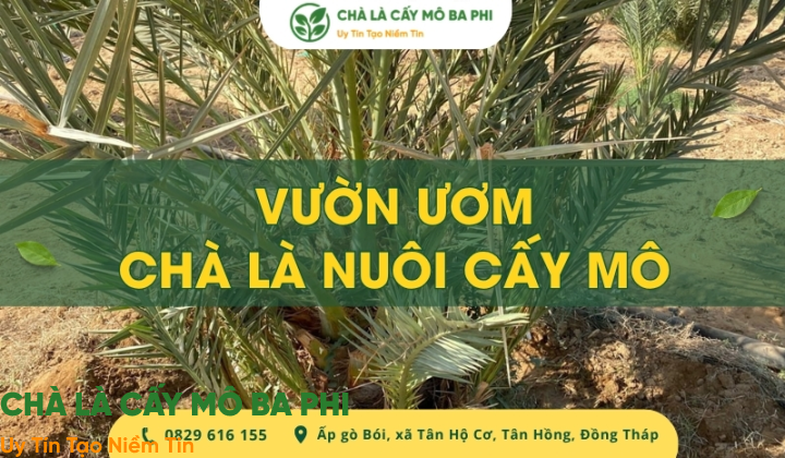 Địa chỉ vườn ươm chà là nuôi cấy mô uy tín, chất lượng cao